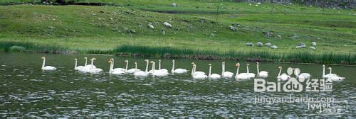 喀纳斯旅游攻略