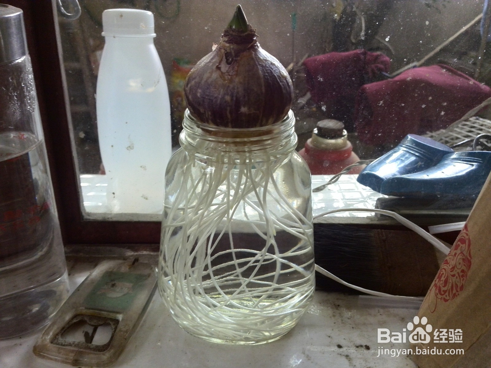 风信子水培和土培种植和注意事项