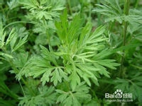 艾草糯米糍、艾米果、艾米粑粑的制作方法
