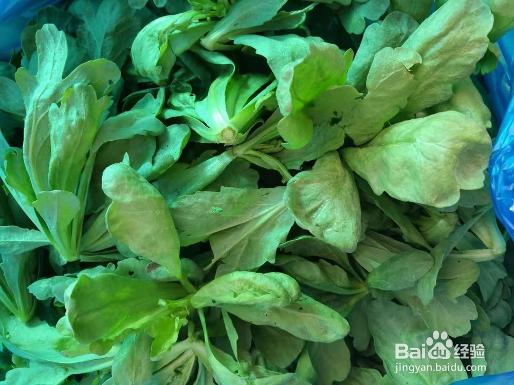 自制辣椒酱拌菊花菜