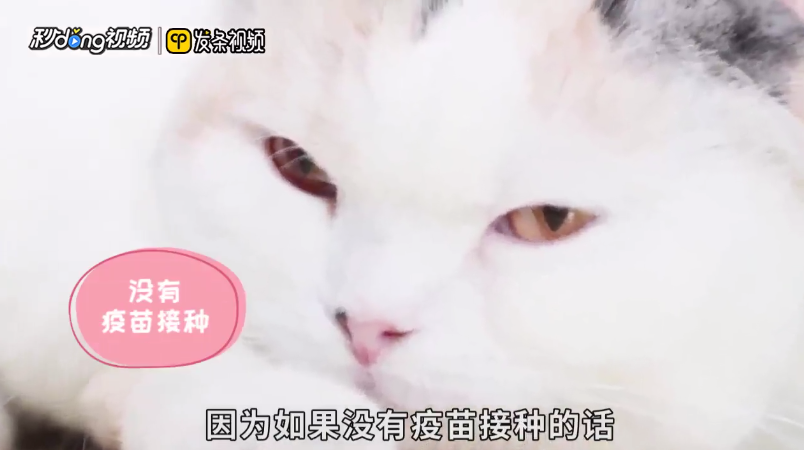 猫拉肚子但是精神很好是什么原因