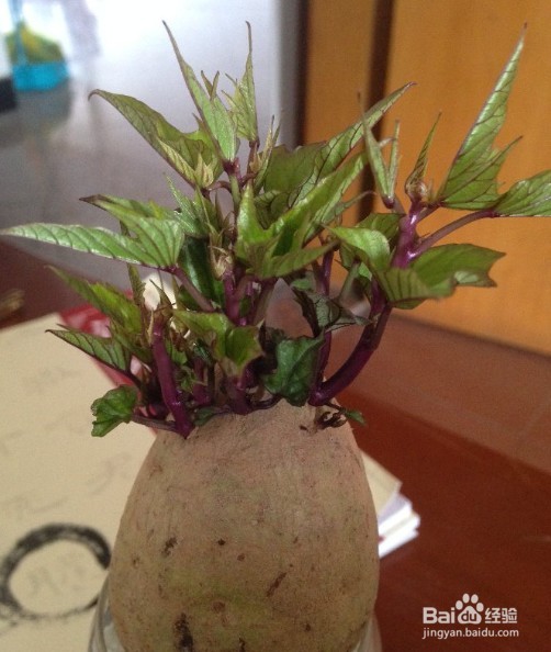 地瓜盆栽如何形成