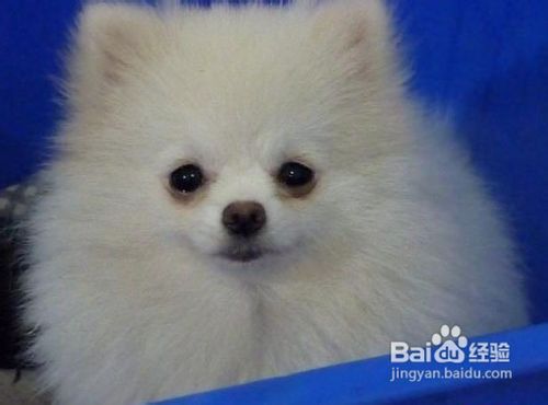 狗狗是否适合外出或旅行？