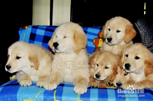 如何训练金毛犬?