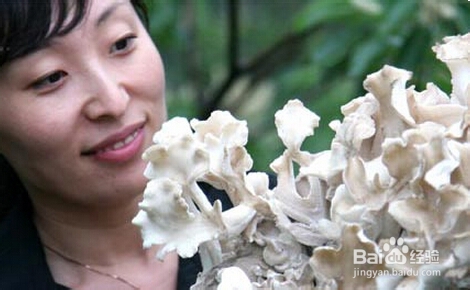 各种蘑菇知识科普