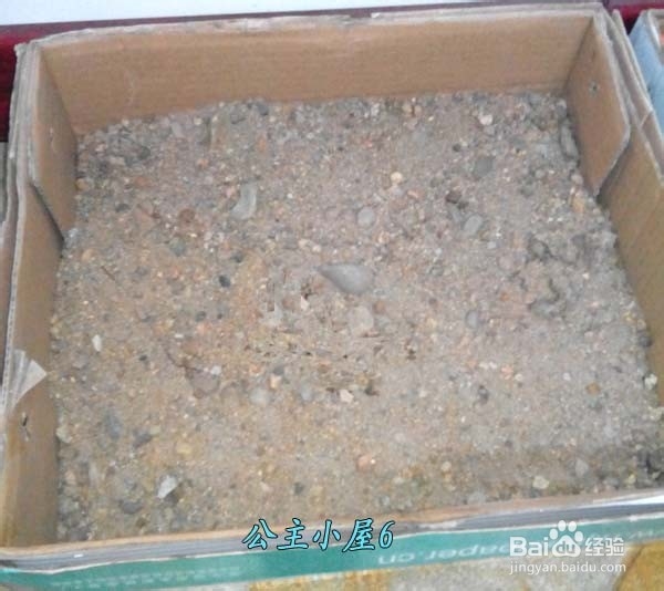 怎样才能养“活”小猫