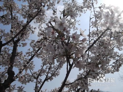 北京玉渊潭公园樱花节游记