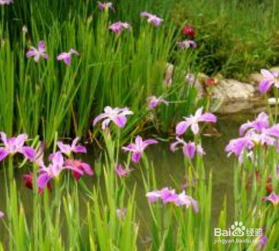 鸢尾怎样栽培和繁殖