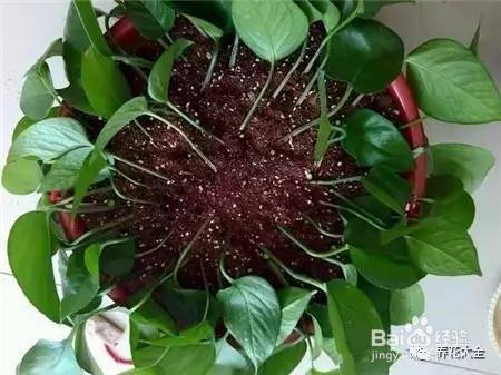 99%的花都死于这1点，看了保花不死！