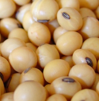 适合孕妇的营养食谱：肉丝黄豆汤