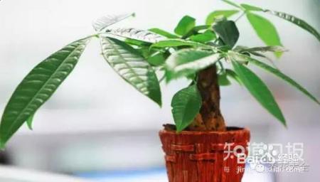 看花看叶看茎，花出了啥毛病，一眼就能看出来！