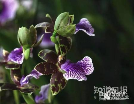 100种兰花品种图鉴，花开瞬间，艳冠群芳！