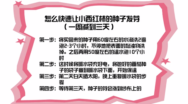 怎么快速让小西红柿的种子发芽