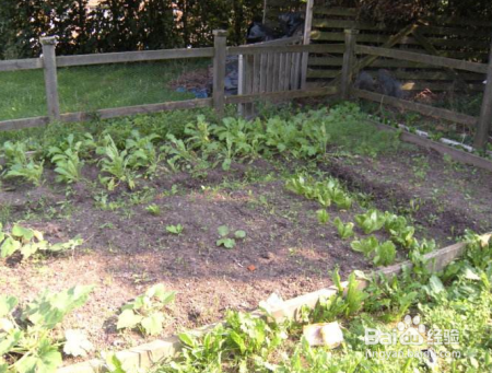 农民分的自留地应该确权吗?