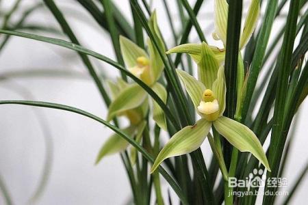 别说兰花不好养,那是你土没选对,赶紧看看怎么解决吧!