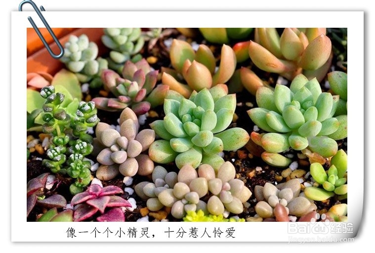 如何养好一盆多肉植物(新手入门)