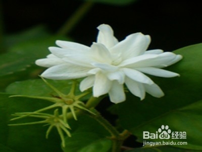 夏季种植哪些花草好