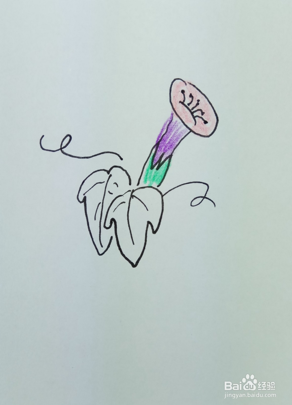 怎样画简笔画“漂亮的牵牛花”?