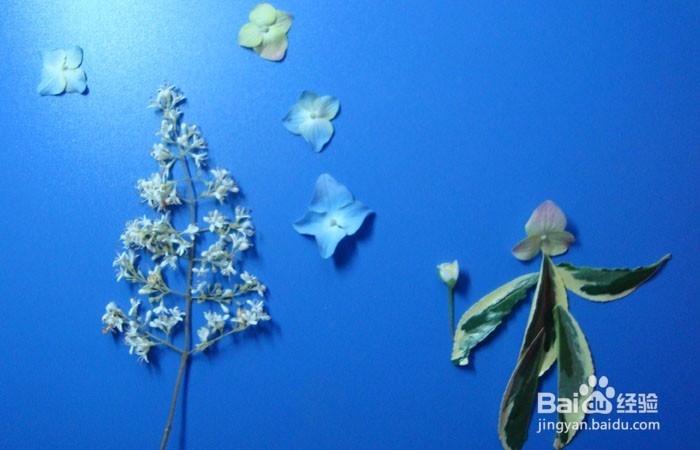 植物拼装画之观赏蝴蝶树