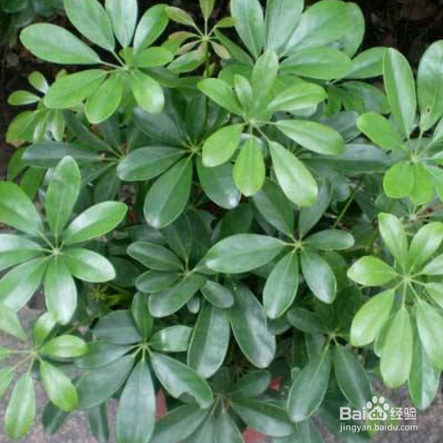 鸭脚木叶子发黄,掉叶了是怎么回事?