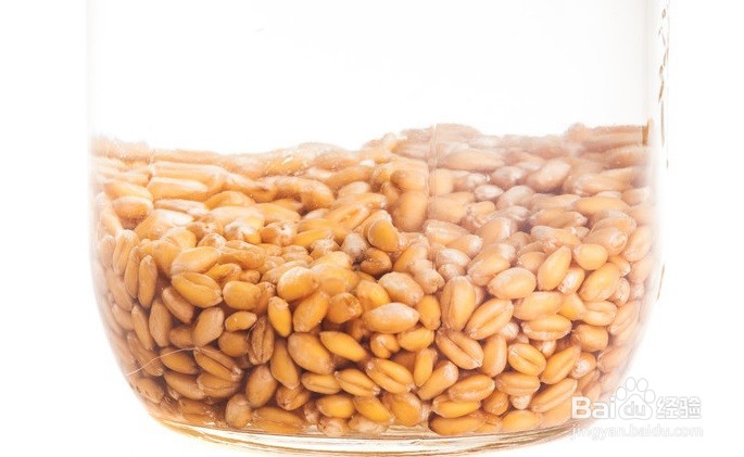 植物种子发芽率测定方法