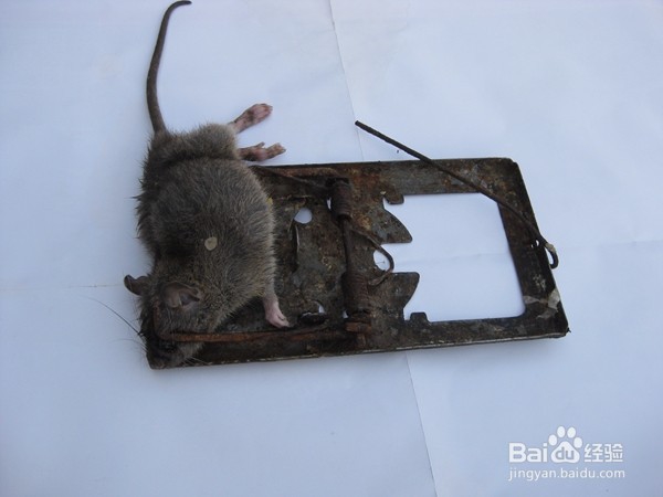 用老鼠夹灭鼠效果蛮好