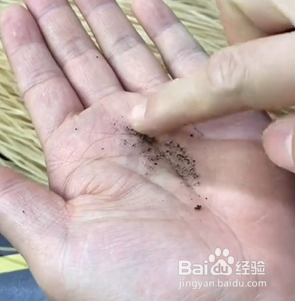 如何正确识别红薯粉的真假