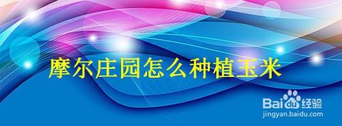 摩尔庄园怎么种植玉米