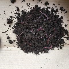 茶叶饭能预防什么疾病,怎么做