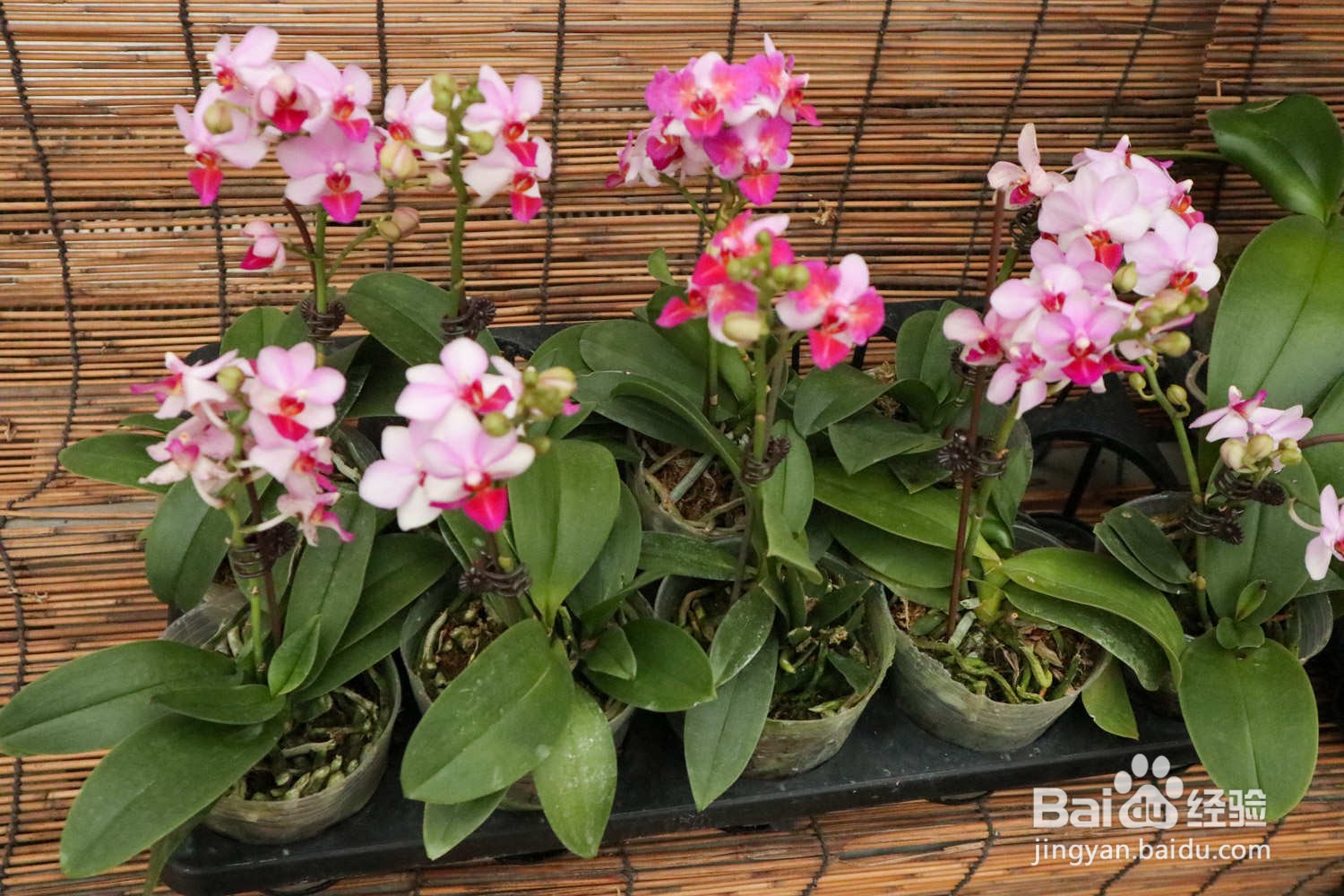 如何养护蝴蝶兰花