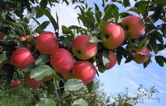 家里种什么果树好