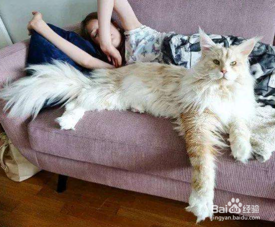 如何鉴定真假缅因猫