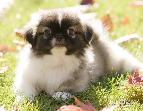 遗传性疾病不能轻视，一旦出现后果严重