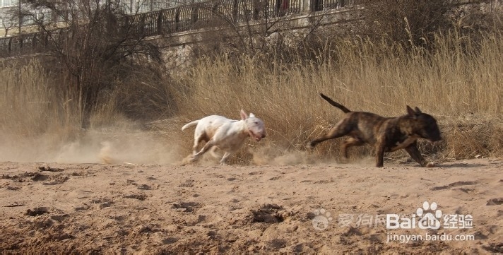 大型护卫犬有哪些