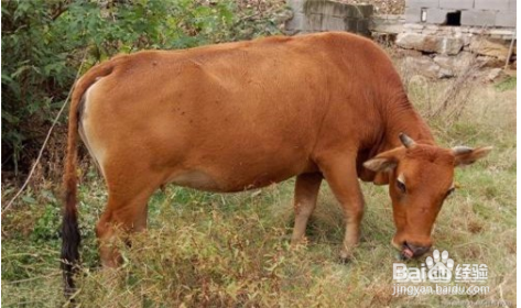 去牛虱子最简单的方法