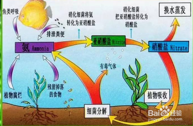 鱼缸水起白雾怎么解决