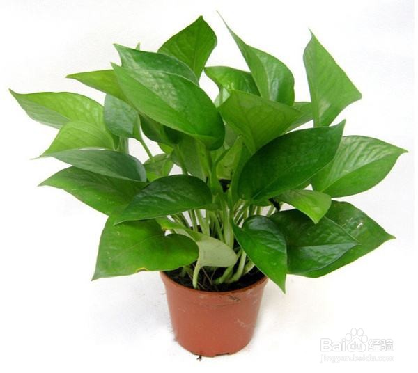 哪些植物好养活