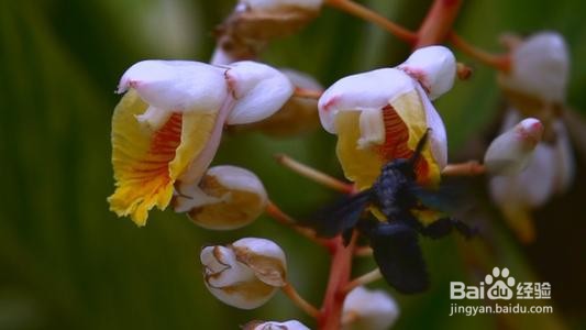 植物繁衍后代的方式举例