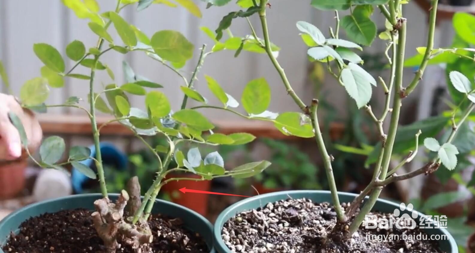 月季不发新芽是怎么啦