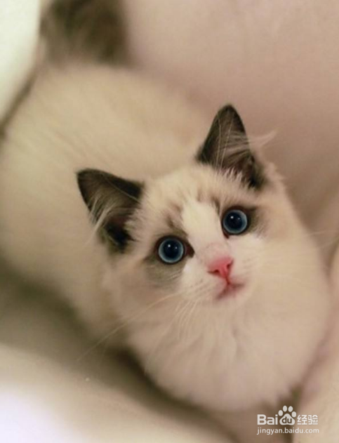猫卡喉咙了怎么办