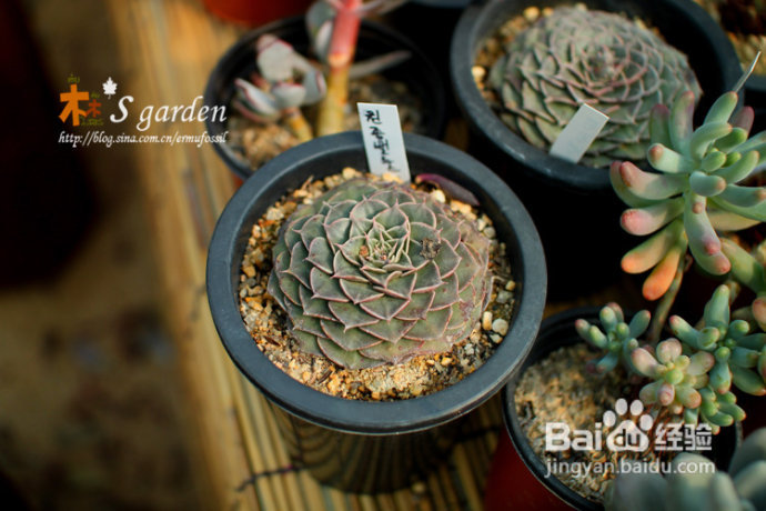 植物摄影小窍门+皮神山大王记