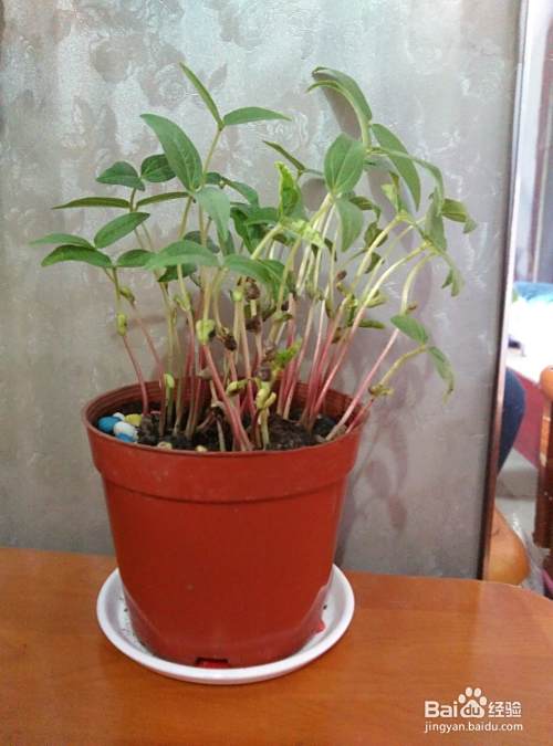 如何种植豆苗盆栽 百度经验 如何种植豆苗盆栽 百度经验