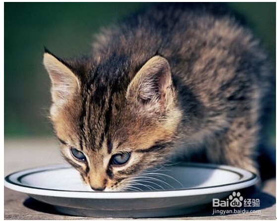 你家猫咪便秘怎么办,应该怎么治疗