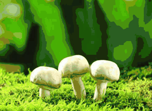 【抽象代数】分圆多项式