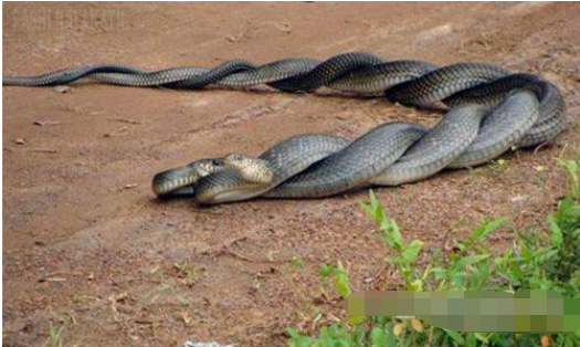 蛇为什么总是喜欢相互缠绕在一起