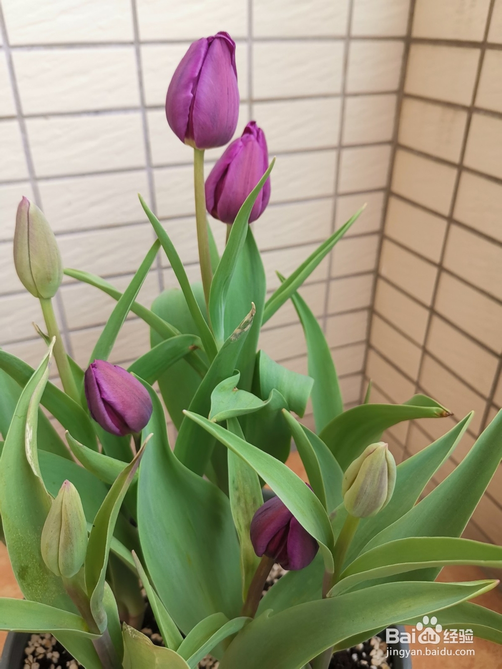 在广东种植郁金香的方法