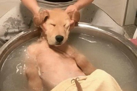 金毛可以用人的沐浴露吗