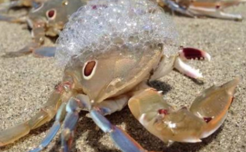 螃蟹吐泡泡还能活几个小时