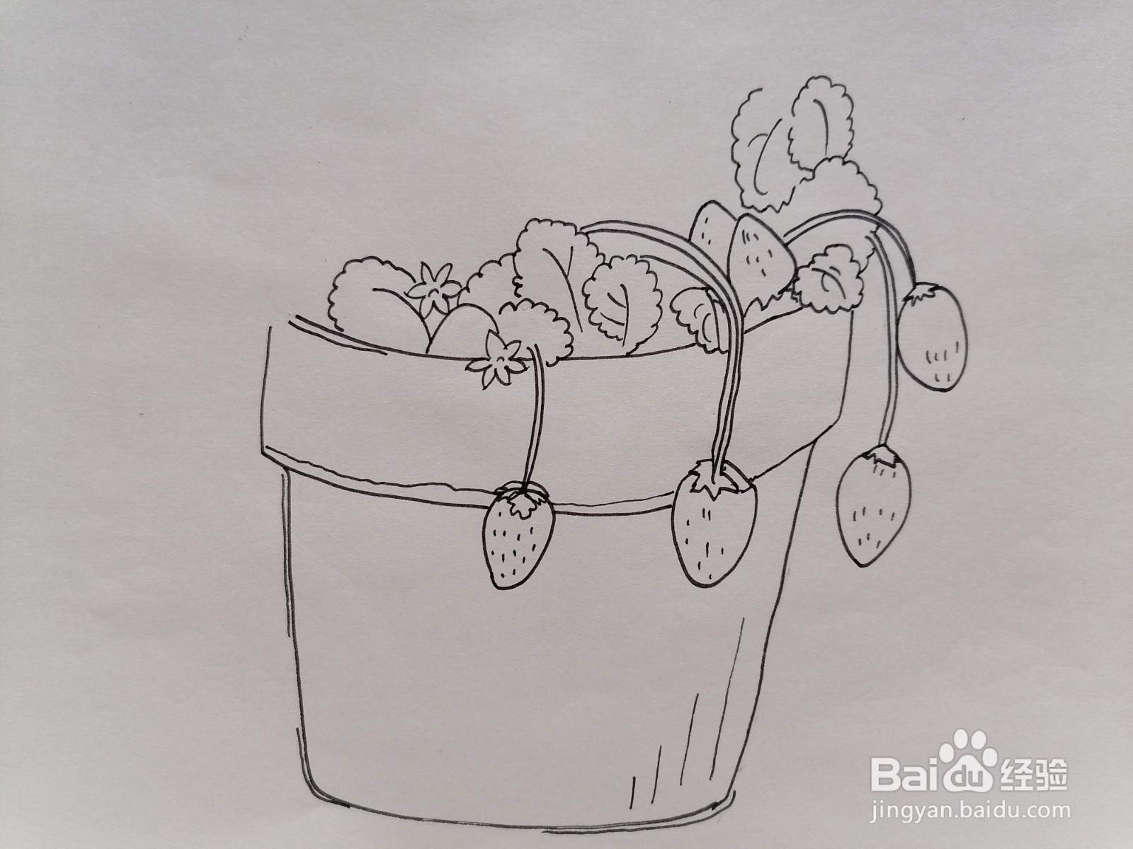 草莓苗的画法儿童简笔图片