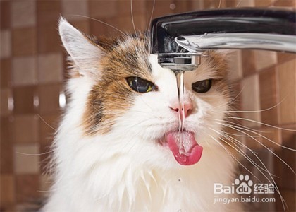 养猫咪的这几个方面要注意!